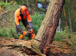 Best Hazardous Tree Removal  in Palisades Park, NJ