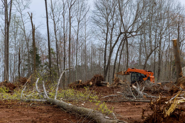 Best Tree Mulching  in Palisades Park, NJ